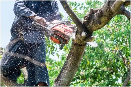 tree services Sisseton